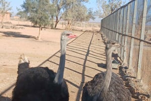 Amman: Desert Castles Shaumari Wildlife Group Tour