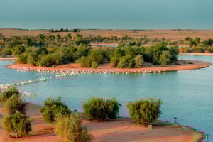 Dubai: Tour guiado por los lagos Al Marmoom y Al Qudra con cena