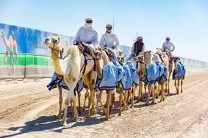 Explore West Qatar och besök på Sheehaniya Camel Racetrack.