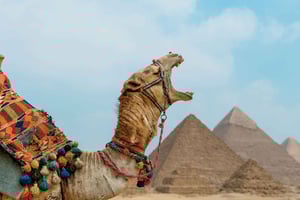 From Cairo: Camel or Horse Ride Tour Around Giza Pyramids