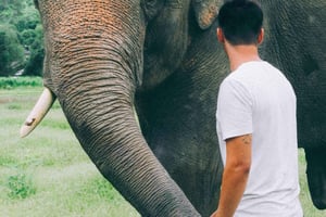 From Delhi: Sunrise Taj Mahal & visit Elephant Conservation