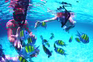 UAE発：ムサンダム・ハサブのイルカウォッチングツアー（昼食付き）