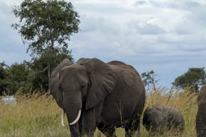 Von Sansibar: 2-tägige Selous-Safari mit Flügen & Buschwanderung