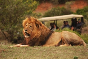 Dia inteiro no Parque Addo e na Reserva Schotia (veículo 4x4 aberto)