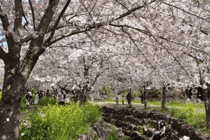 Jeju: Kirschblüten Süd & West Tagestour mit Abholung vom Hotel