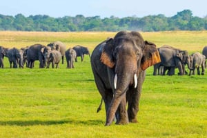 Minneriya-Safari ab Sigiriya: Öko-Abenteuer mit dem Jeep