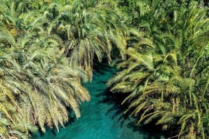 Moshi: Chemka Hot Springs und Wald Tagestour mit Guide