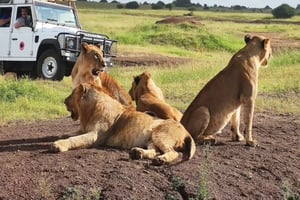 Nairobi: 3-Day Masai Mara budget Safari