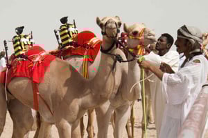 Excursion privée bédouine à Shahania