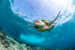 Seeb: tour de snorkel por las islas Daymaniyat con un almuerzo delicioso