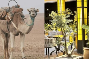 Auringonlaskun kameliratsastus Agafayn autiomaassa & illallinen Chouf L'Orissa