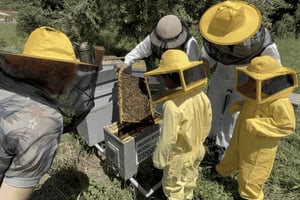 День среди пчел в Сортино