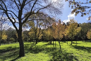 Buccheri (Siracusa): Caminhada urbana, Caminhada na floresta