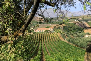 Camporeale: Sallier de La Tour Wein-Entdeckungstour