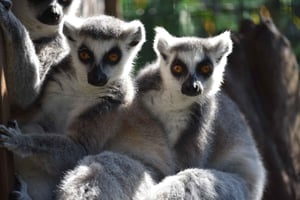 Carini: входной билет в Bioparco di Sicilia