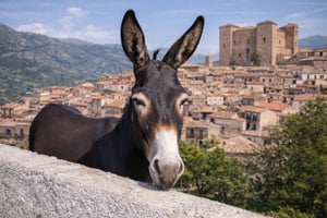 カステルブオーノ：歴史と伝統を巡るロバライドをお楽しみください