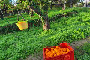 Catânia: Experiência guiada de colheita de tangerinas e almoço tradicional