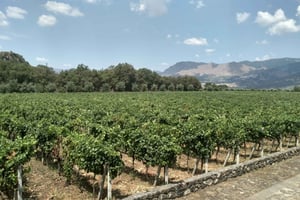 Etna: Wijnproeverij en culinaire tour
