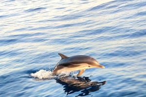 Giardini Naxos: Rondvaart bij zonsondergang op zoek naar dolfijnen