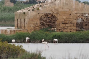 Noto: Begeleide trekking en vogels kijken in Vendicari Reserve