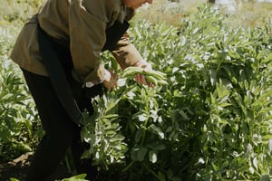 Ното: Основные моменты Экскурсия по кулинарии «От фермы до вилки»