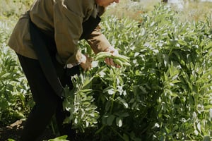 Noto: Hoogtepunten belevenis tour Koken van boerderij tot bord