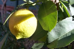 Палермо: кулинарный класс и мастер-класс по лимончелло