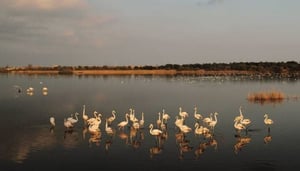 Riserva Naturale Saline di Priolo