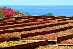 Salina : dégustation de vins et brunch dans un domaine à Malfa