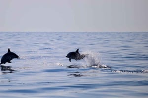 Passeio ao pôr do sol e observação de golfinhos