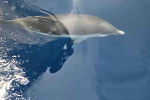 Taormina: tour en barco para ver delfines y hacer snorkel