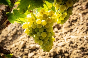 Visita y cata de vinos Premium en Duca di Salaparuta