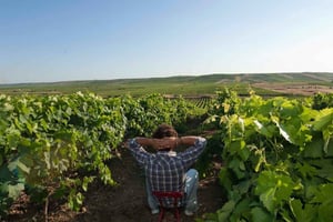 Экскурсия по винодельне в Марсале с дегустацией вин и типичных местных продуктов.