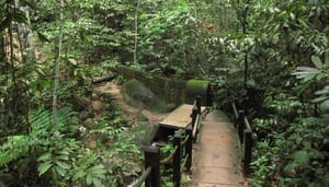 Bukit Timah Nature Reserve