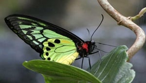 Butterfly Park & Insect Kingdom