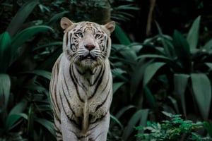 Сингапур: Ночное сафари с поездкой на трамвае и частным трансфером