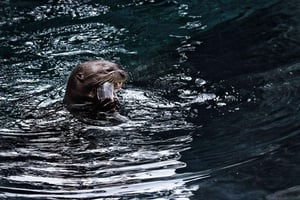 シンガポールリバー・ワンダーズ