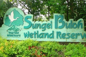 Singapur: Private Tour zum Sungei Buloh Wetland Reserve