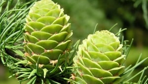 Arboretum Liptovsky Hrádok