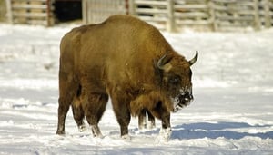 Bison Menagerie Topolcianky