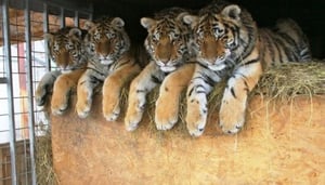 Oasis of the Siberian Tiger