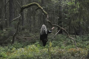 Banhos de floresta na natureza de Estocolmo com guia certificado