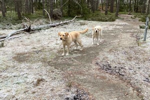 Стокгольм: прогулка с собакой по заповеднику и шведская фика