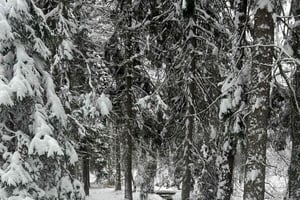 Stockholm: Geführte traditionelle Sauna