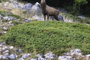 Abruzzo, Lazio and Molise National Park: Trekking&Wildlife.