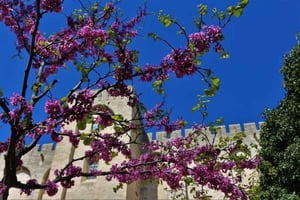 Avignon: Around The Palace Tour