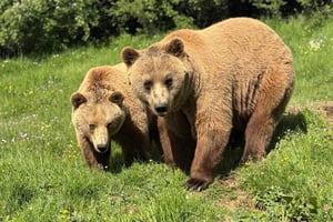 From Skopje:Day Trip to Pristina,Bear Sanctuary&Gadime Cave