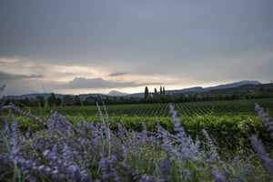 Gardajärvi: Bardolinossa: Viinikierros ja maistelu Bardolinossa.