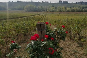 Piazzano: Weinerlebnis