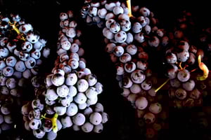 Pitigliano: Provsmakning av Ciliegiolo-vin